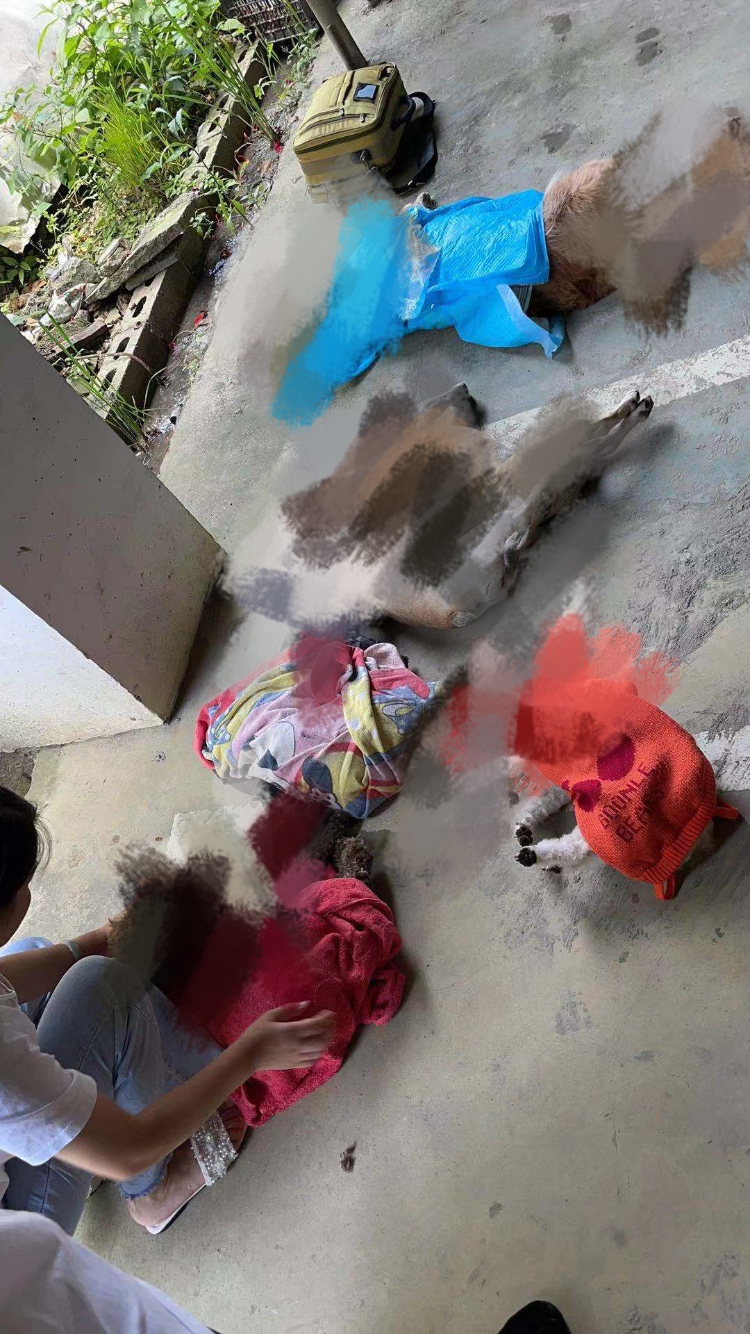 贵州一小区多只宠物犬疑被投毒致死,物业:正协助警方调查