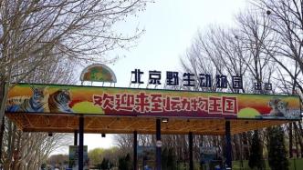 这事儿｜北京野生动物园里游客打斗，真会引起动物效仿吗？