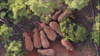 北移象群為何加速返鄉(xiāng)？會不會再次“出走”？專家解讀