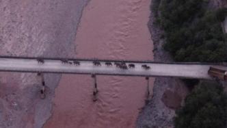 云南北移亞洲象群遷移110多天，迂回行進(jìn)1300多公里