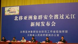 云南為象群北移疏散轉(zhuǎn)移群眾15萬人次，投放象食近180噸