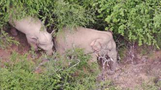云南北移野象群活動軌跡回顧：一年多來的31個關(guān)鍵時間點