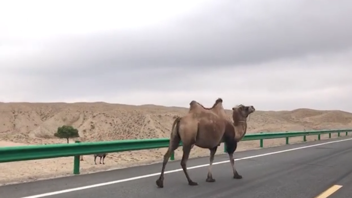 探訪于月仙車禍現(xiàn)場(chǎng):有“注意牲畜”標(biāo)志,道路上仍有駱駝