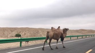 探访于月仙车祸现场：有“注意牲畜”标志，道路上仍有骆驼