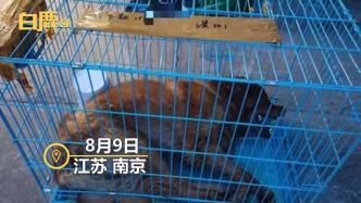 金毛Siri主人與托運方和解，涉事公司致歉表示配合調(diào)查