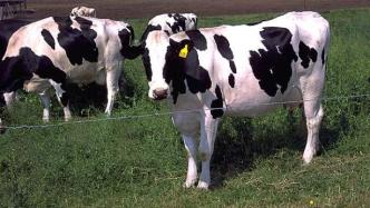 俄罗斯成功克隆转基因奶牛可产无乳糖牛奶