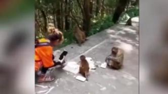 女子公园直播给猕猴投喂蛋糕，警示牌离她不到10米