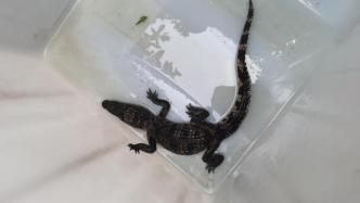 杭州一居民区发现宠物鳄鱼逃逸：幼年鳄很不友好，已移交暂养