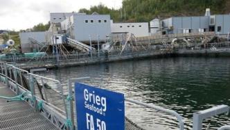 挪威海鲜工厂氯气泄漏，已致附近海域近十万尾鱼死亡