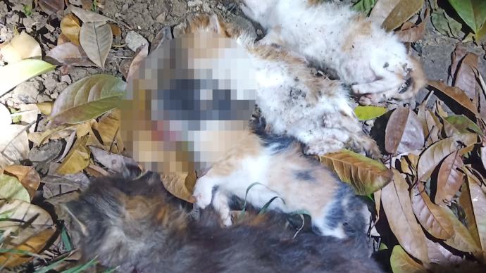 上海一小区多只流浪猫被开刃射鱼镖虐杀，施害人尚未找到