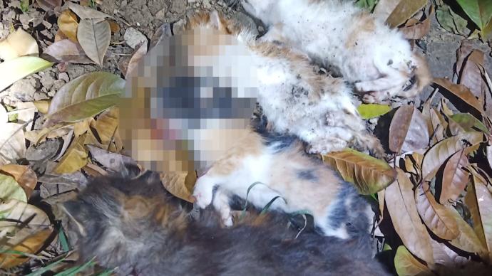 上海一小區(qū)多只流浪貓被開刃射魚鏢虐殺,施害人尚未找到