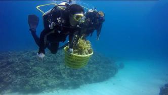 守护中国珊瑚礁：在海底的“珊瑚妈妈”