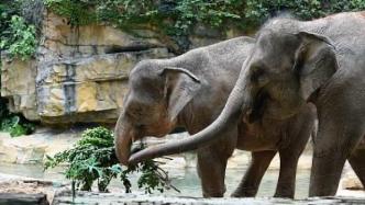 云南北移亞洲象群重返傳統(tǒng)棲息地，將由地方實施常態(tài)化管理