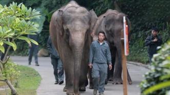 世界大象日：拒绝野生动物表演和交易