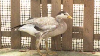 上海宝山“鸟妈妈”人工孵化的“斑头雁宝宝”长大啦