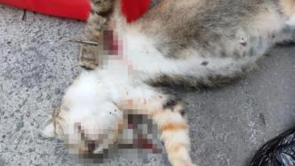 上海一小区多只流浪猫被虐杀后续：虐猫者已被找到且承认错误