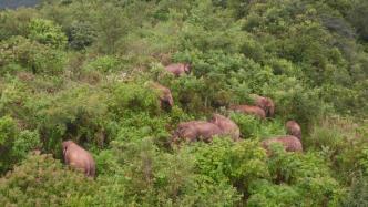 “断鼻家族”14头亚洲象结束110余天北上之旅，返回普洱