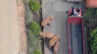 北移象群回家路上曾順走汽車后視鏡，網(wǎng)友：旅游帶點紀(jì)念品