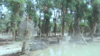 新疆巴州：2万亩天然胡杨林构建沙漠绿色生态屏障