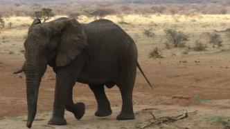 为控制数量，纳米比亚售出57头野生大象