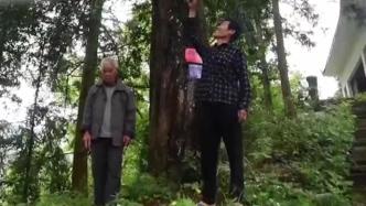 贵州有棵会“下雨”的大树：炎热夏天会掉落毛毛细雨