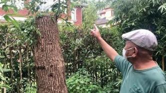 上海一居民修剪自种香樟树被罚14万？城管部门这样解释