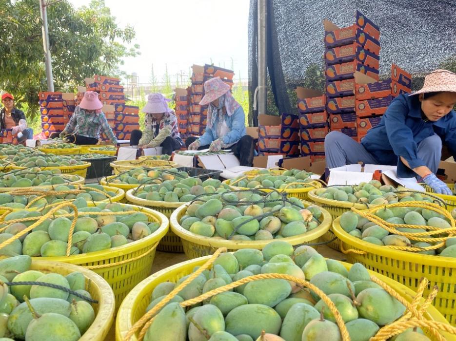 村民们在地里完成芒果的采摘和挑选.