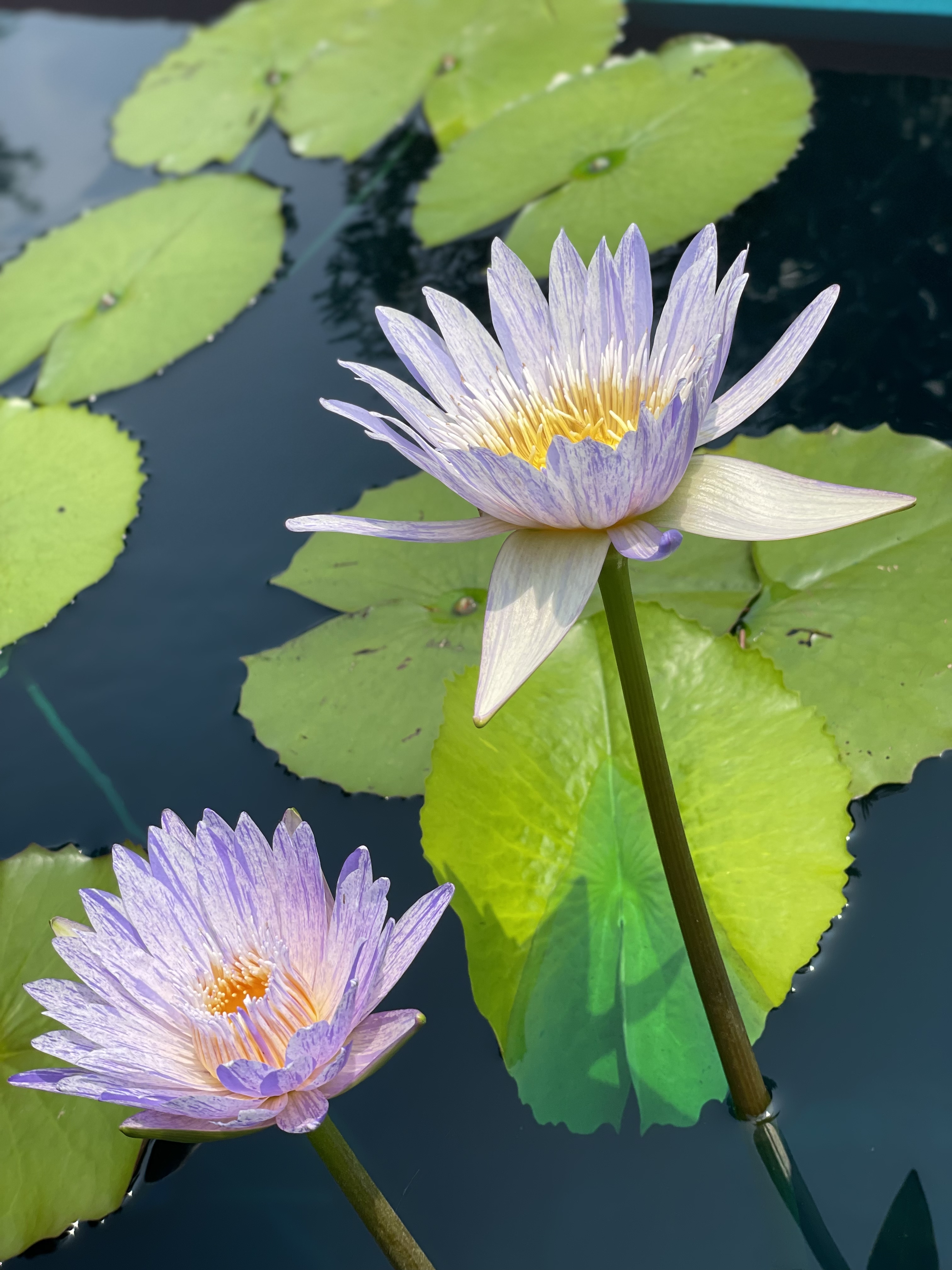 苏婉娜,来自泰国的经典镶嵌睡莲品种,拥有蓝紫色条纹或斑块,是2007年