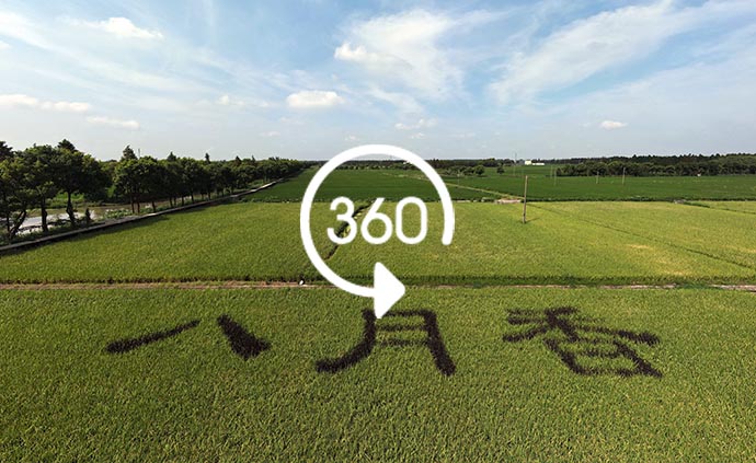 360°全景｜上海两下间就这样告别了水稻第一�“八月香”在金山大圩村收割