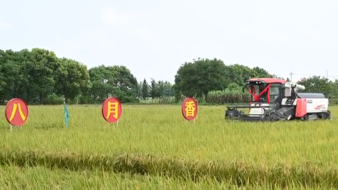 稻花香里说丰年，上海稻米“八月香”今日开镰啦