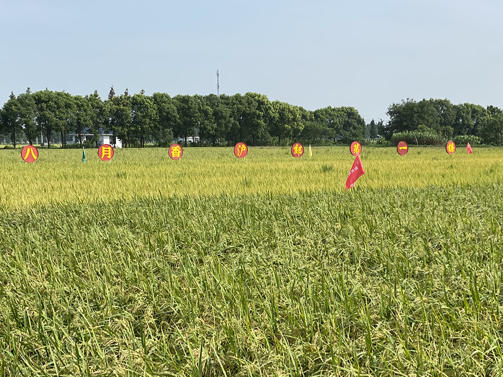 8月18日,上海稻米