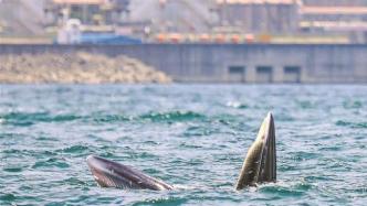 深圳在大鹏湾设立保护布氏鲸临时管控区
