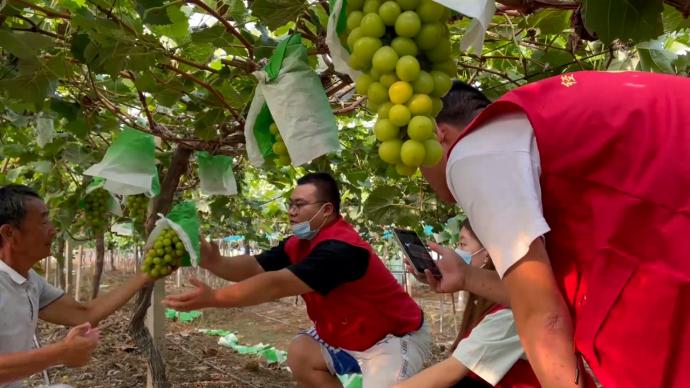 7名大学生直播带货帮果农卖万斤葡萄：学以致用，服务社会