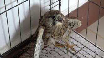 村民田间抓获受伤怪鸟，竟是国家二级保护珍禽