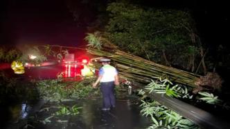 竹林雨季倾倒在高速路上，交警连夜组织多部门砍竹