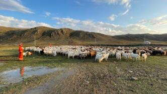 降雨引发山洪，民警消防帮助牧民救助900多只羊