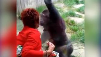 外媒：比利时一女子自称与黑猩猩相爱，动物园禁止其入园
