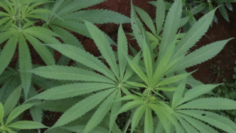 摩洛哥批准该国大麻产业合法化草案，禁止用于个人享乐