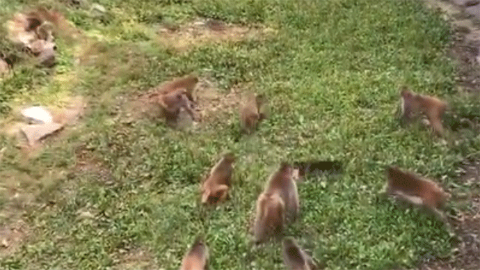 公园回应“猫遭猴群围攻”：总有人故意把猫扔进猴山拍视频