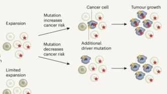 导致癌症等疾病的体细胞突变有何规律？中国团队首次探索图谱