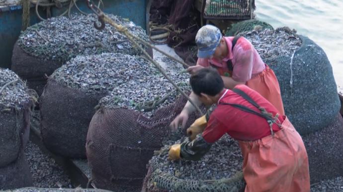 青島紅島蛤蜊進(jìn)入收獲季,碼頭一派繁忙景象