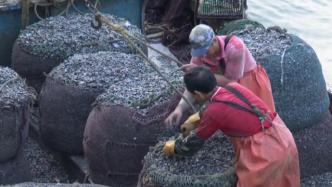 青岛红岛蛤蜊进入收获季，码头一派繁忙景象