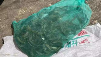 上海金山男子徒手抓捕50条乌梢蛇，涉非法狩猎罪被抓