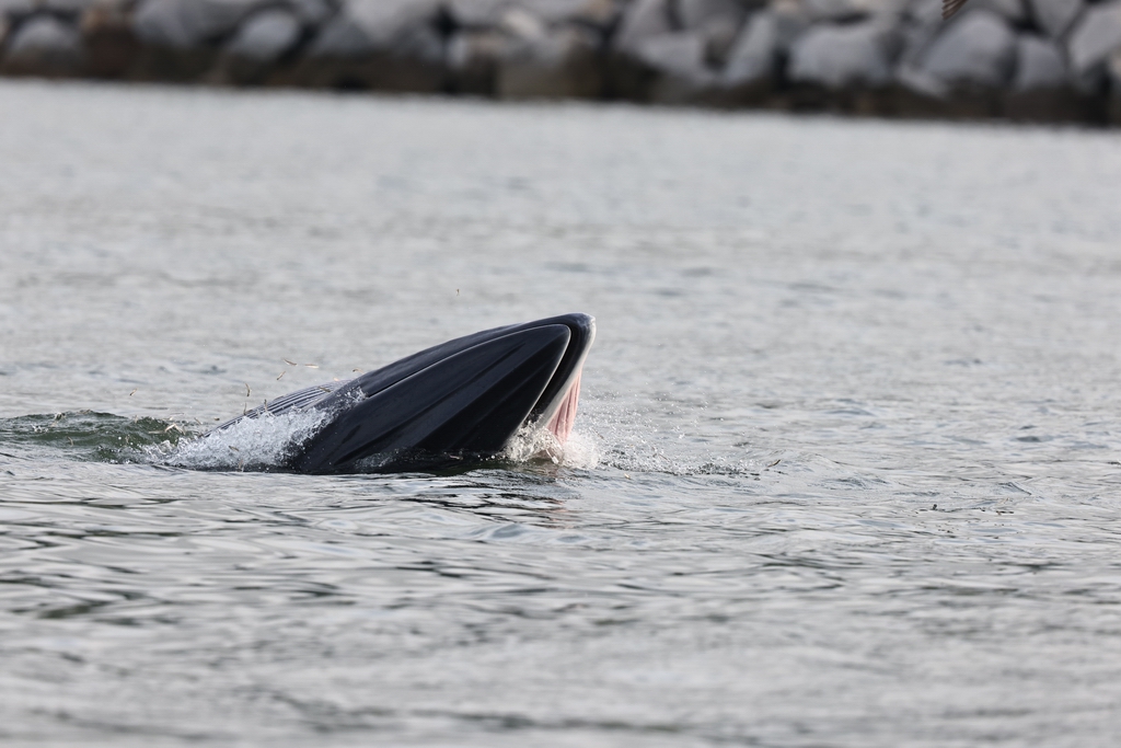 小布“鯨現”大鵬灣，本文照片除特殊說明，均為受訪者提供