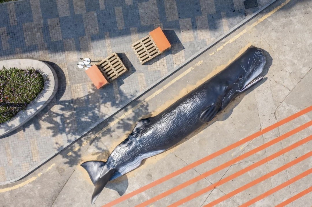 沈曉鳴按1：1的比例，請人做了2017深圳大亞灣擱淺抹香鯨的雕塑