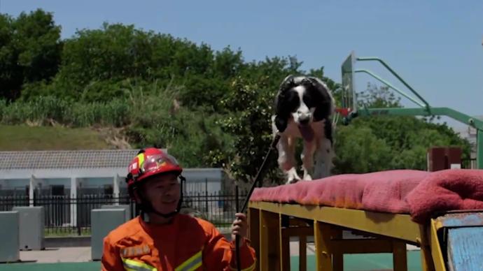 功勋搜救犬：废墟上的“生命雷达”，曾参与汶川地震救援