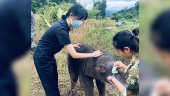 云南一出生6天小象遭象群遗弃：受伤严重正接受治疗