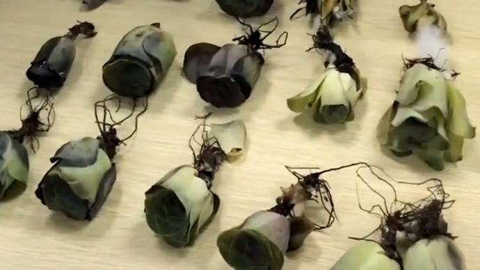 以“糖果”身份蒙混过关?上海海关截获56株伪瞒报多肉植物