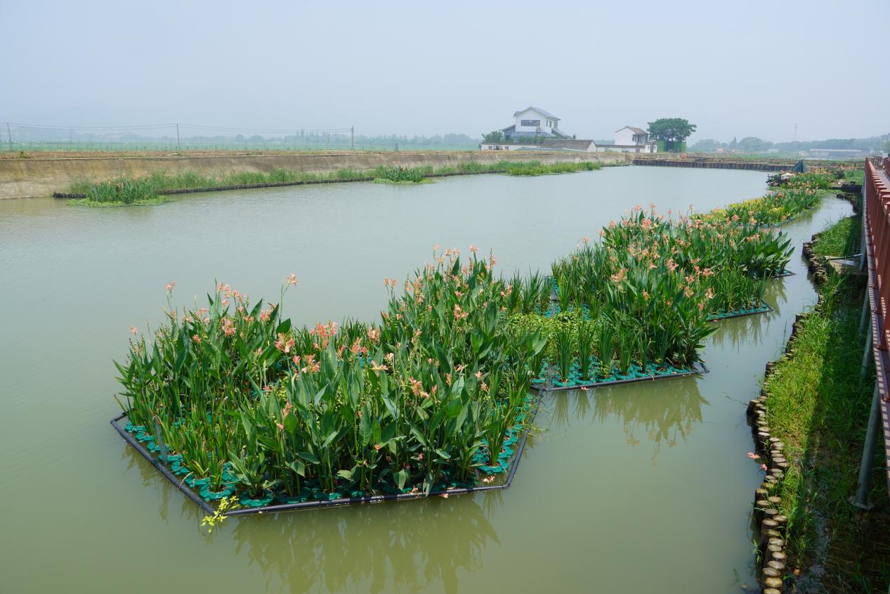 消夏湾湿地公园图片