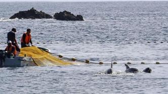 日本开始年度海豚捕猎活动：首日捕获10头，拟卖给水族馆